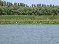 Tisza-to noveny es allatvilaga5